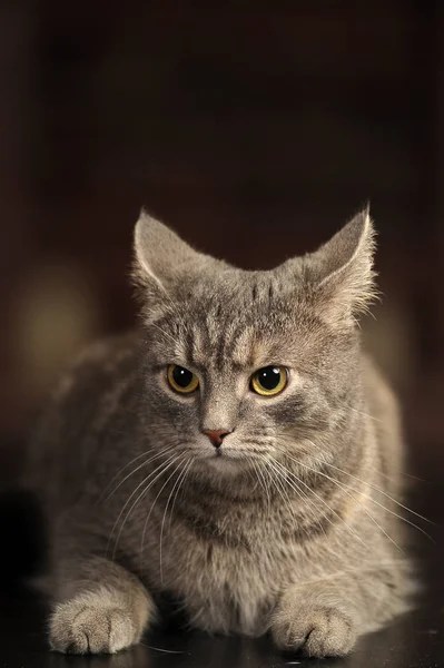 Gray cat on a dark background — Stockfoto