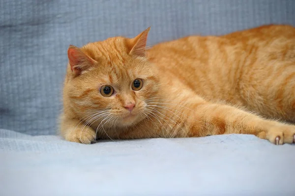Gato vermelho doméstico encontra-se em um fundo cinza — Fotografia de Stock