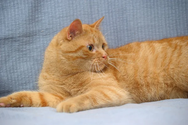 Hazai piros macska fekszik egy szürke háttér — Stock Fotó