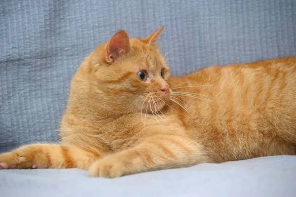 Gato vermelho doméstico encontra-se em um fundo cinza — Fotografia de Stock