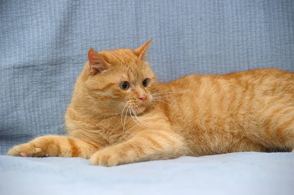 Domácí červená kočka leží na šedém pozadí — Stock fotografie