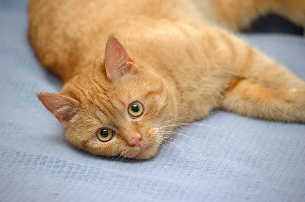Domestic red cat lies on a gray background — Stok fotoğraf