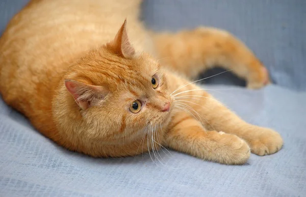 Домашняя красная кошка лежит на сером фоне — стоковое фото