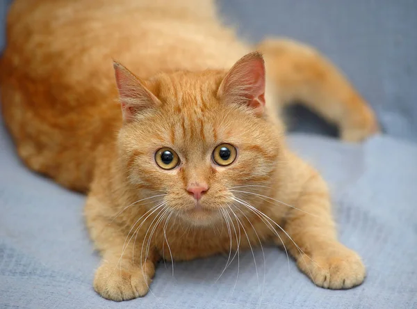 Gato vermelho doméstico encontra-se em um fundo cinza — Fotografia de Stock