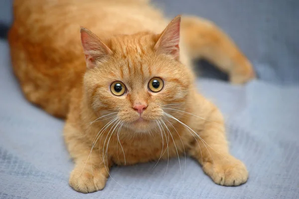 Domácí červená kočka leží na šedém pozadí — Stock fotografie