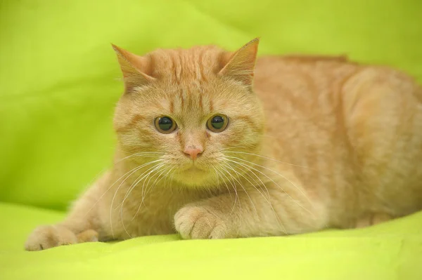 Gato vermelho doméstico encontra-se em um fundo verde — Fotografia de Stock