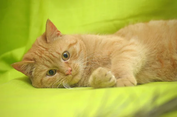 Εγχώρια κόκκινη γάτα βρίσκεται σε ένα πράσινο φόντο — Φωτογραφία Αρχείου