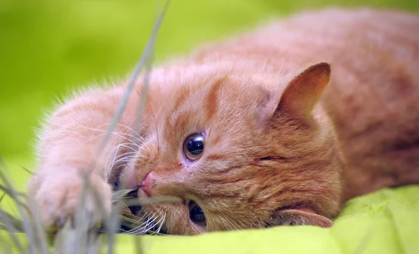 Domestic red cat lies on a green background — Stockfoto