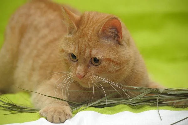 Domestic red cat lies on a green background — Stockfoto