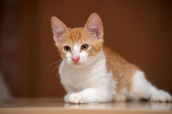 Gatito rojo y blanco — Foto de Stock