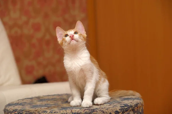 赤と白の子猫 — ストック写真