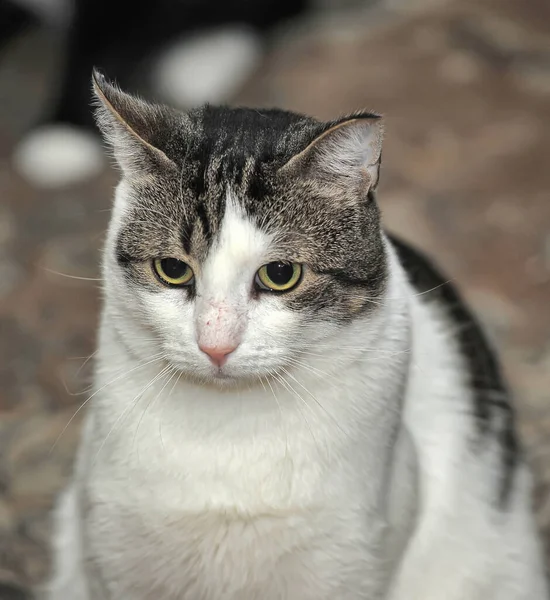 白と茶色の短毛の猫 — ストック写真
