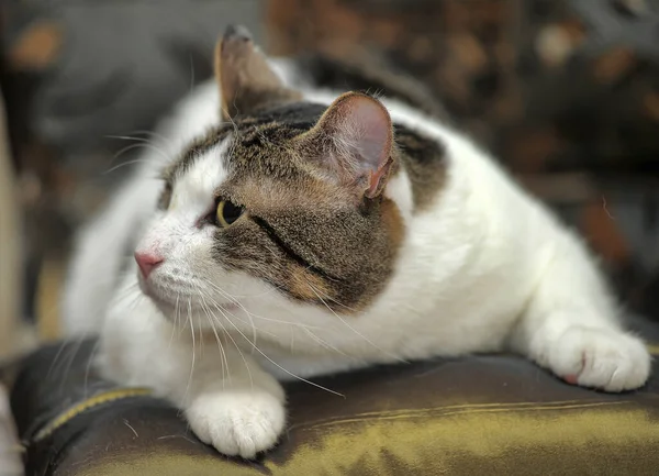 White and brown shorthair cat — Stock Photo, Image