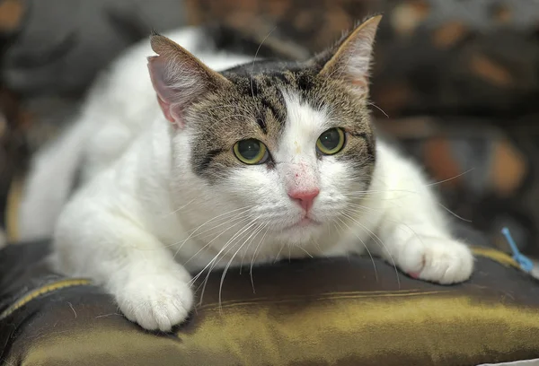 Weiße und braune Kurzhaarkatze — Stockfoto