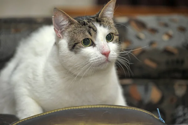 Gato shorthair branco e marrom — Fotografia de Stock