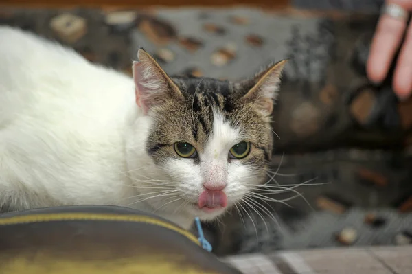 Gato taquigráfico blanco y marrón —  Fotos de Stock