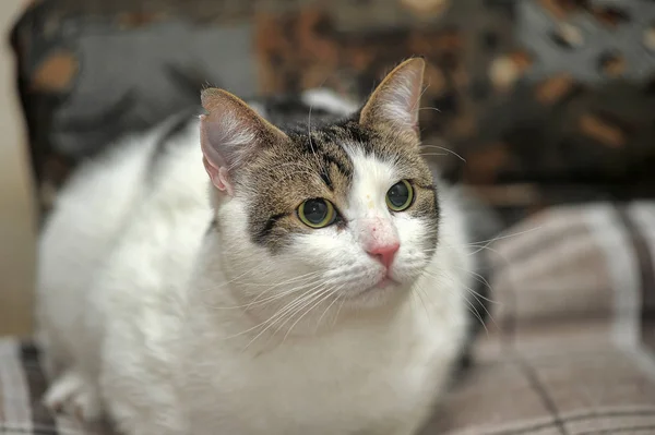 Gato shorthair branco e marrom — Fotografia de Stock