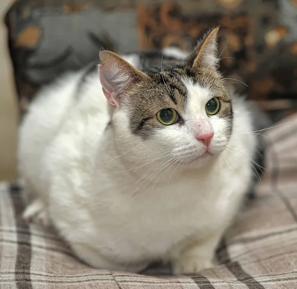 White and brown shorthair cat — 스톡 사진
