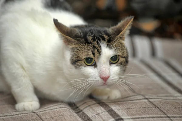 Gato shorthair branco e marrom — Fotografia de Stock