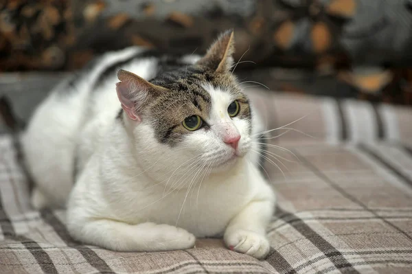 Beyaz ve kahverengi kısa hava kedisi — Stok fotoğraf