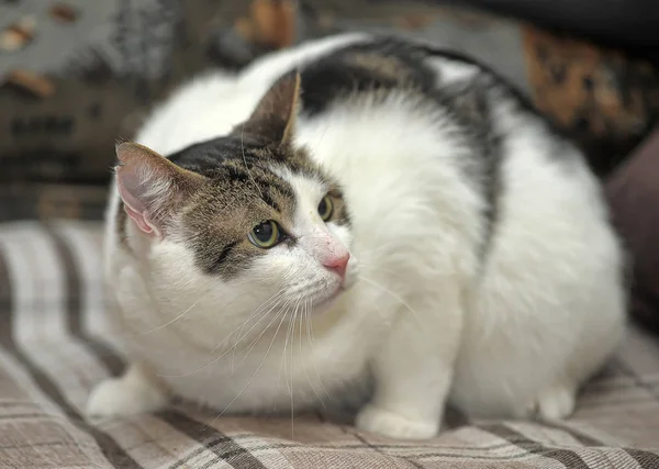 Hvit og brun korteks-katt – stockfoto