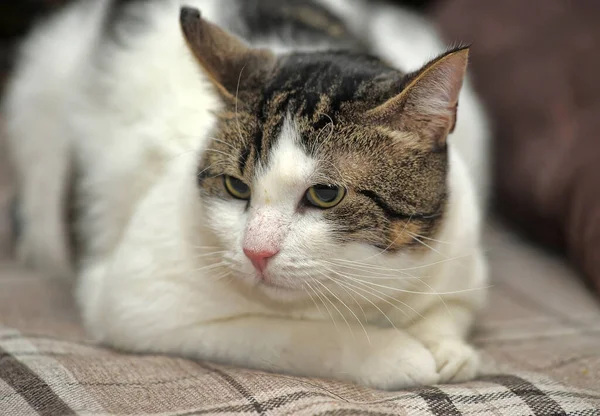 Gato shorthair branco e marrom — Fotografia de Stock