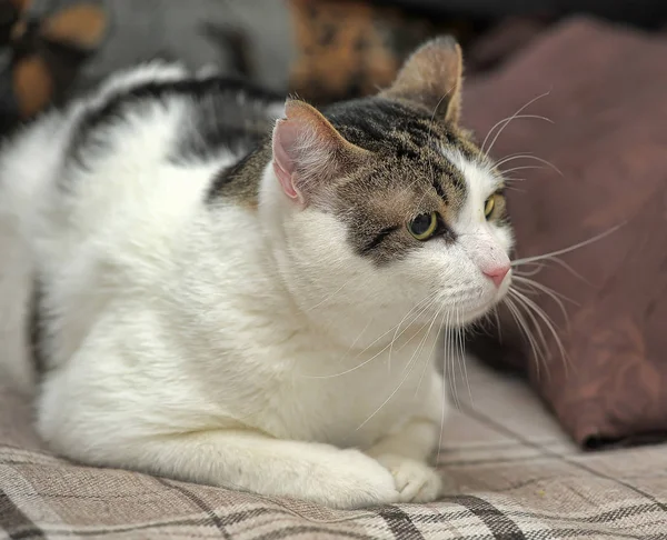 Gato taquigráfico blanco y marrón — Foto de Stock