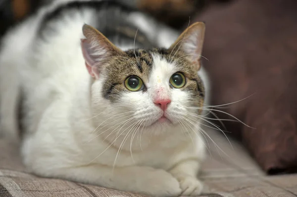 White and brown shorthair cat — 스톡 사진