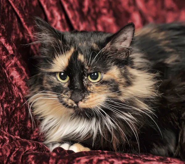 Trzykolorowy puszysty kot leży na czerwonym aksamicie — Zdjęcie stockowe
