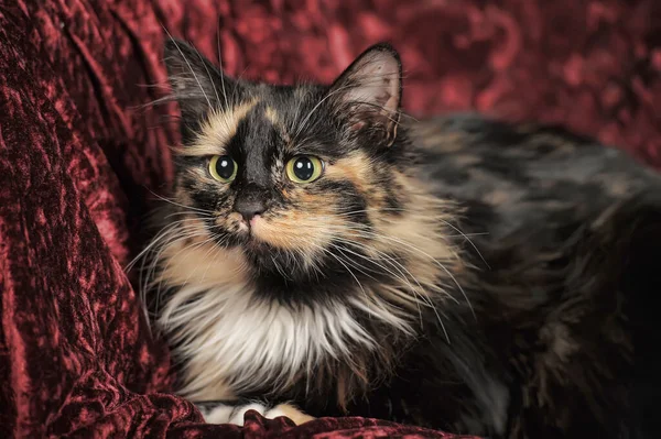 Three-colored fluffy cat lies on red velvet — Stok fotoğraf