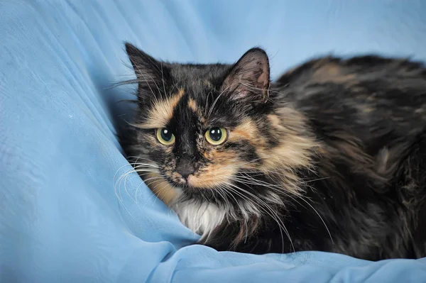 Beautiful three-colored fluffy cat lies — Stock Photo, Image