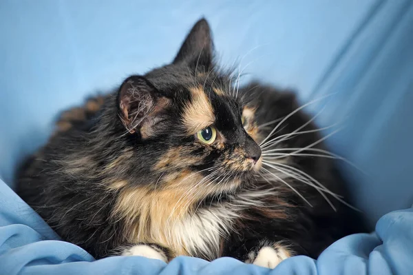 Hermoso de tres colores esponjoso gato miente —  Fotos de Stock
