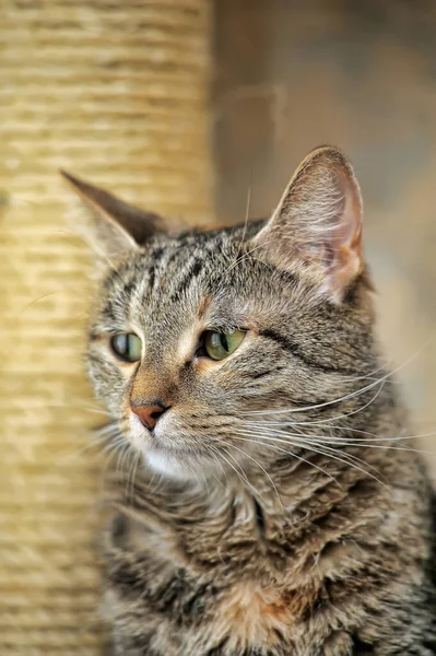 Tabby european shorthair cat — Stock Photo, Image