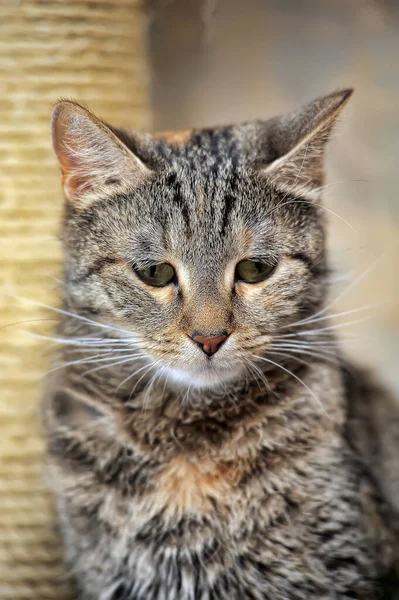 Tabby european shorthair cat — Stok fotoğraf