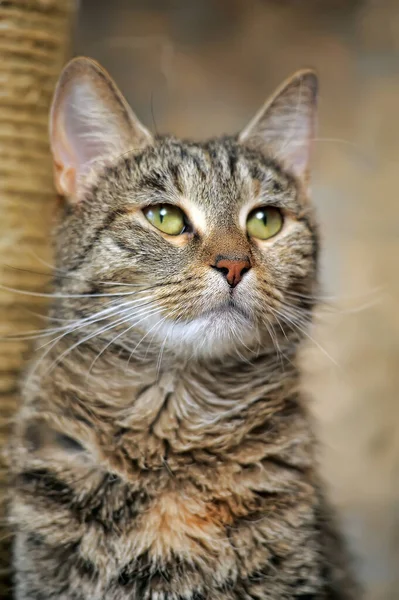 Tabby european shorthair cat — Stock fotografie