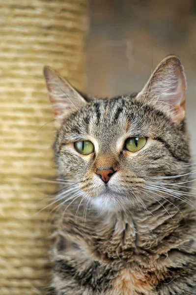 Tabby gatto stenodrammatico europeo — Foto Stock