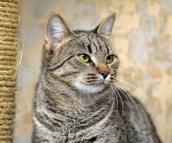 Tabby europeo taquigrafía gato — Foto de Stock