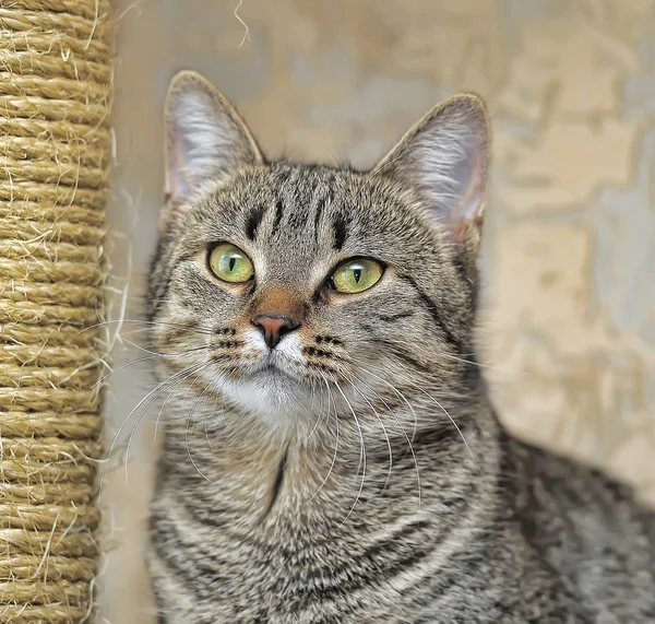Europejski kot krótkometrażowy tabby — Zdjęcie stockowe
