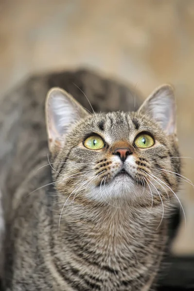 Таббі європейський короткошерстий кіт — стокове фото