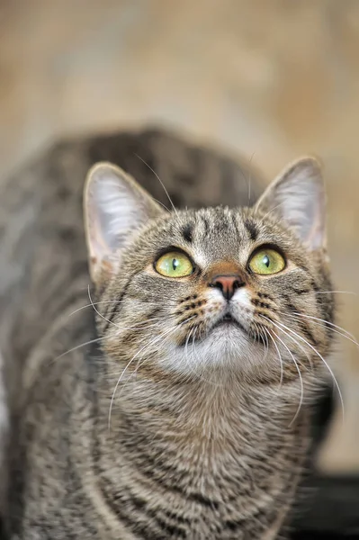 Tabby europeo taquigrafía gato — Foto de Stock