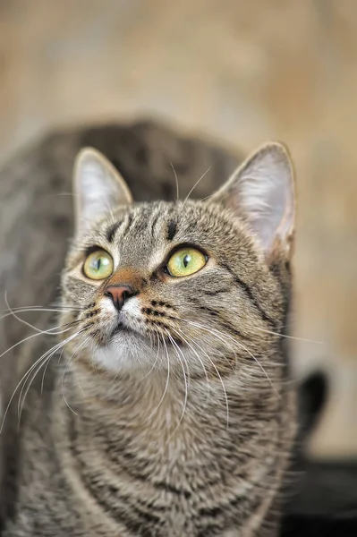 Tabby gatto stenodrammatico europeo — Foto Stock