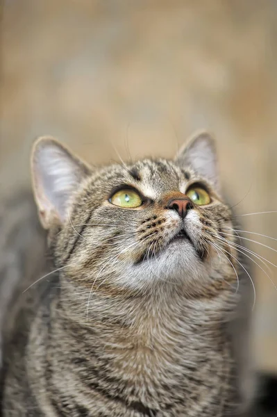 Табби-европейская короткошерстная кошка — стоковое фото
