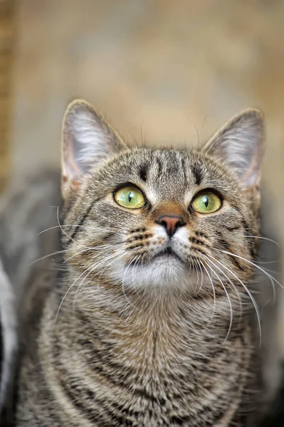 Gato abreviado europeu tabby — Fotografia de Stock