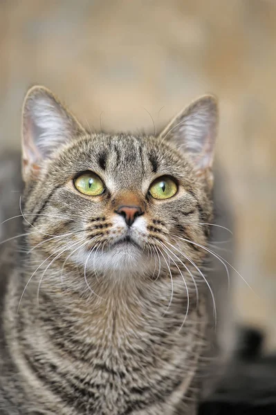 Tabby Europäische Kurzhaarkatze — Stockfoto