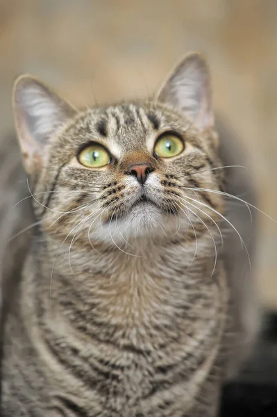 Tabby european shorthair cat — Stock Photo, Image