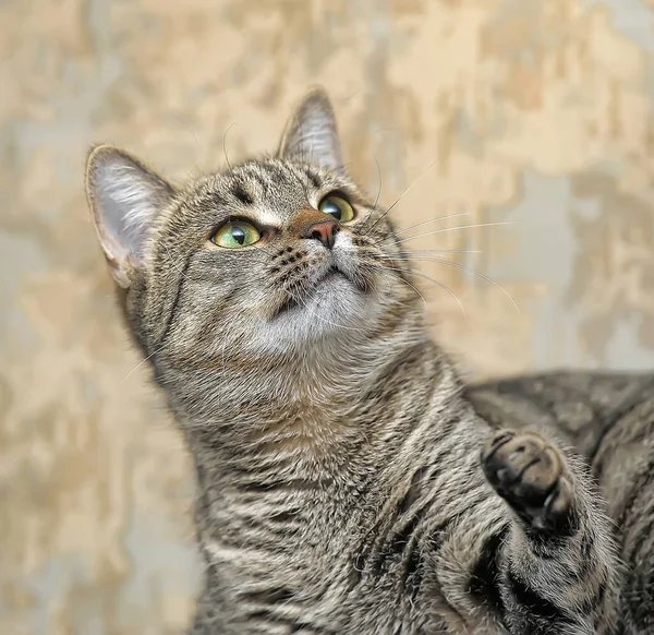 Tabby european shorthair cat — Stock Photo, Image