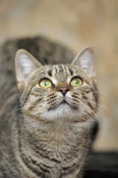 Tabby european shorthair cat — Stok fotoğraf