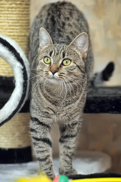 Gato abreviado europeu tabby — Fotografia de Stock