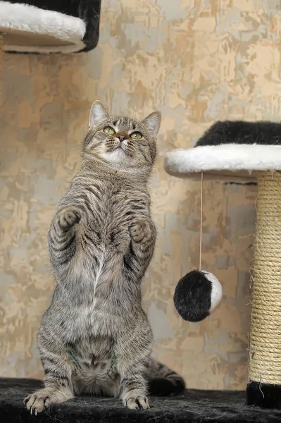 Tabby european shorthair cat — Stok fotoğraf