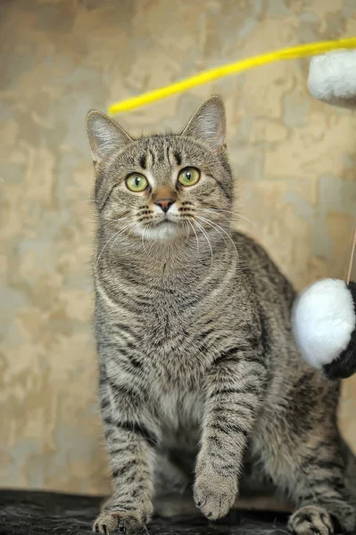 Tabby european shorthair cat — Stock fotografie